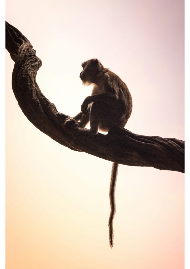 Affe